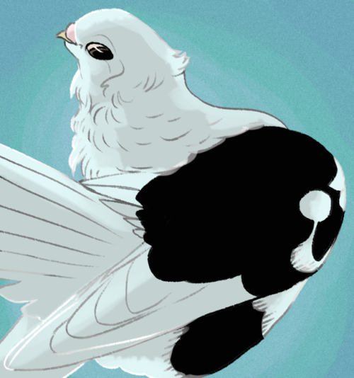 pigeoncomics:Pigeon commissions and from my $10 pigeon portrait tier on Pateron