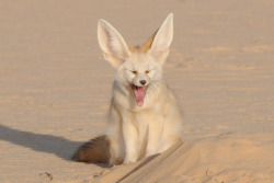 wrotten:  fennec fox yawning