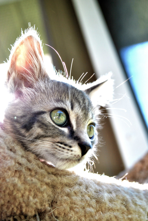 Jean Grey at Animal Rescue Center of Bay County