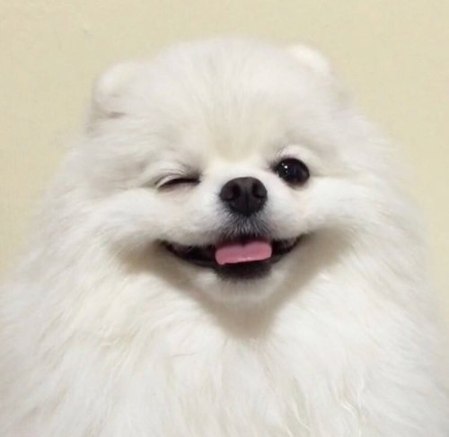 babyanimalgifs