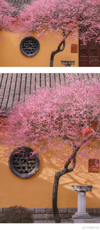 fuckyeahchinesegarden:plum blossoms in 铁佛寺tiefo temple, huzhou, zhejiang province by 刘顺儿妞