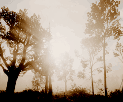arasaka-s:  Red Dead Redemption II ➢ scenery (9/∞)