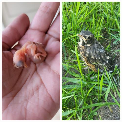 [OC] Two weeks ago, I rescued a robin hatchling that had fallen from the nest. Yesterday he left the