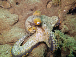 dynamicoceans:  Octopus by SocietyofLadyDivers on Flickr.