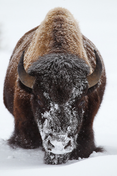 drxgonfly:Head On (by Doug Dance Nature Photography)