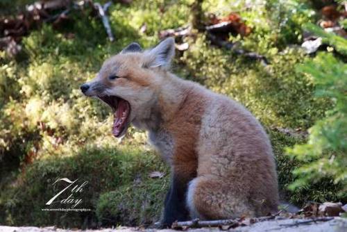 *Roars in Fox*Photo byChris MacDonald