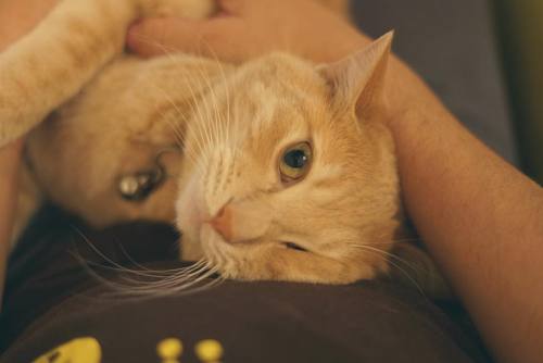 怒り疲れましたとさ。#cat #catlovers #ilovemycat #picneko #ピクネコ #みんねこ #猫 #猫が好き #猫部 #にゃんすたぐらむ #もふもふ部 #猫との暮らし #猫の