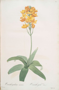 heaveninawildflower:  Ornithogalum aureum (1805-1816) by Pierre Joseph                                  Redouté (1759-1840 ). NYPL Digital Gallery 