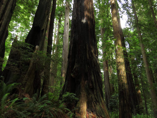 a walk in the redwoods by glacierman