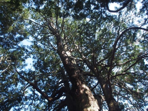 Yasaka Shrine, Hiroshima300 Year Old TreesKitahiroshima Town Hiroshima Prefecture.北広島町、八栄神社の立派な大クスノキ