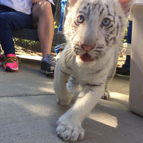 meanwhileinvegas:  Everywhere is within walking distance if you have the time. - Maharani #SarmotiCubs #walk #getfit #vegas #justmove #catsofinstagram #instafit by sarmoticubs http://ift.tt/1H3pOi5   He’s looking for the quail.