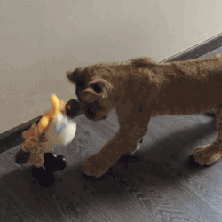 gifsboom:  Lion vs Giraffe. [video]