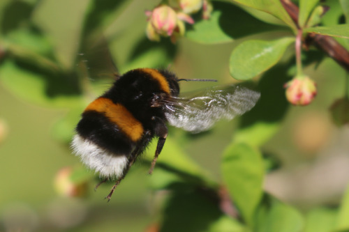 michaelnordeman:The bumblebees really like our Japanese barberry. On this day two years ago I took t