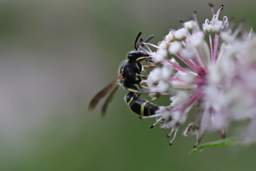 Potter wasp/vedgeting.