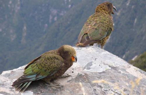 tharook: featheredvelociraptor: zsl-edge-of-existence: The kea is the only alpine parrot on the plan