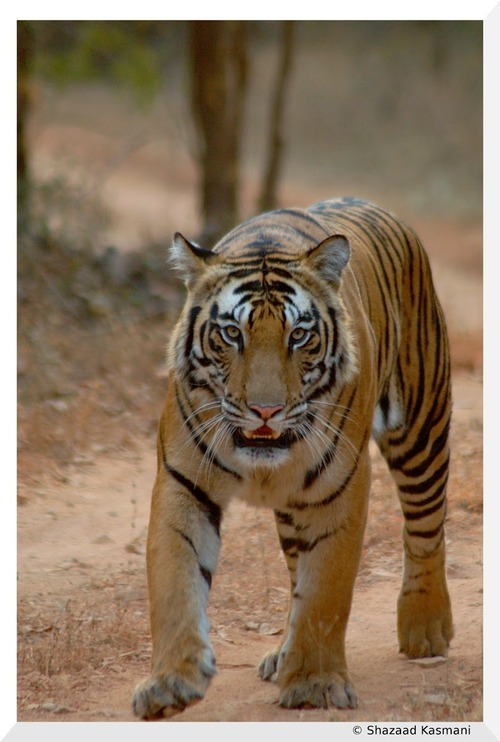 Endangered Bengal Tigers Could Go Extinct By 2070