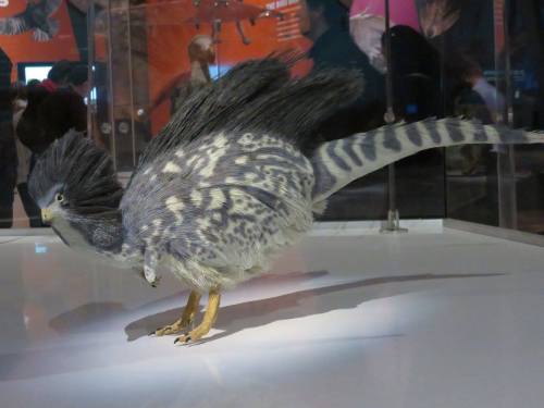 roachpatrol: a-dinosaur-a-day: American Museum of Natural History, Part 10: The Birds are Dinosaurs 