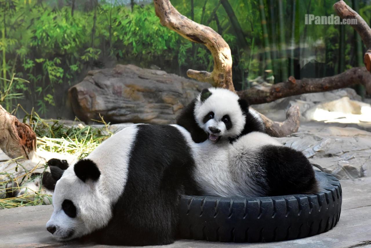 giantpandaphotos:  Ju Xiao with her triplets, named Ku Ku, Shuai Shuai and Meng Meng,