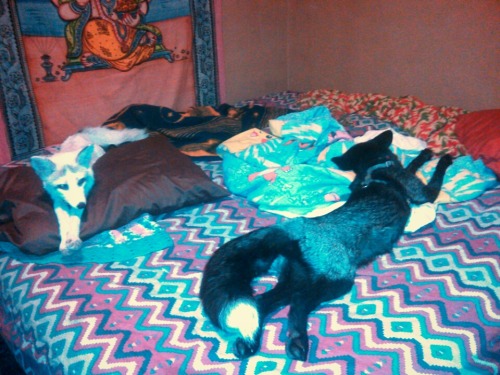 The foxes have taken over my bed! They are to comfortable and peaceful to disturb them. Spirit and G