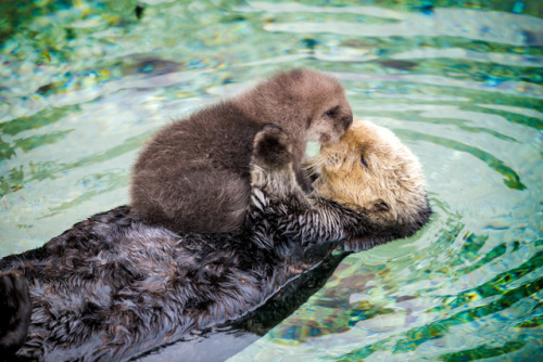 montereybayaquarium:From the sky to the seafloor, the ocean supports countless species. Happy World 