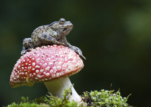 toadprince:Toad on a toadstool moodboard…. yeaaaaaahhhh baby thats exactly where you belong 