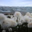 cottongrass