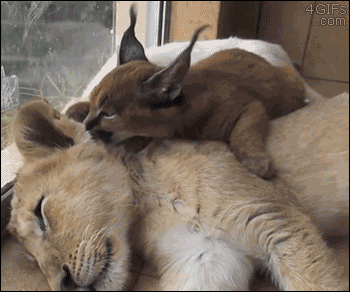 Caracal grooms sleeping lion cub