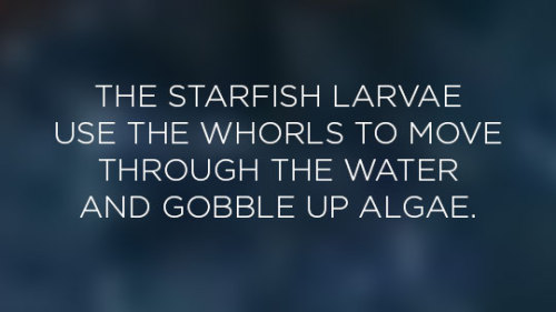 Read more about baby starfish here Image Credit: Stanford University