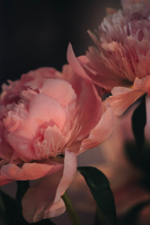 peonies