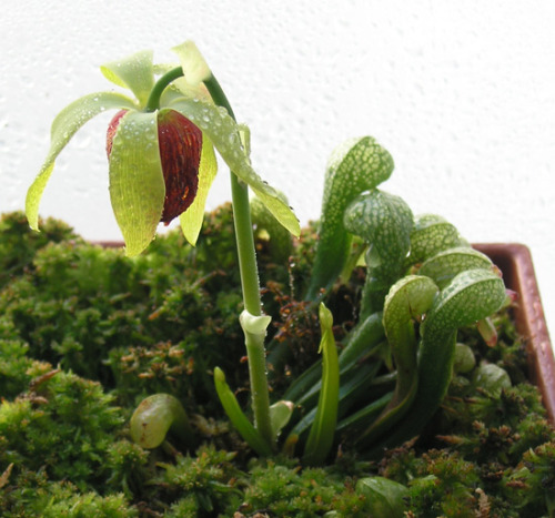 carni-seeds:  Darlingtonia CalifornicaOne of the new seeds are this beauty.Probably one of my favori