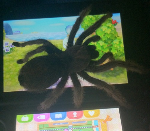 XXX grawly:  maxcrossing:  the 3D on this tarantula photo