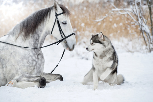 gardenofelegance: jmoney867: friendship By Svetlana Pisarev