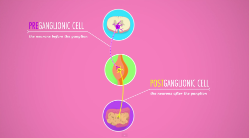 thought-cafe:Moments from Crash Course Anatomy & Physiology #13: Autonomic Nervous System. https