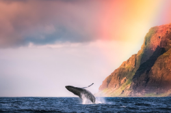 nubbsgalore:  photos by mark gvazdinskas from kauai’s na pali coast 