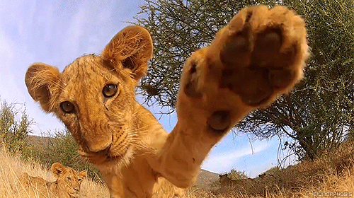 hi everyone! 