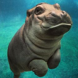 sdzoo:  Top 15 Zoo Instagram Posts of 2015View the full list HERE.