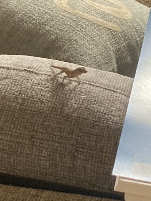 Lizard On The Couch