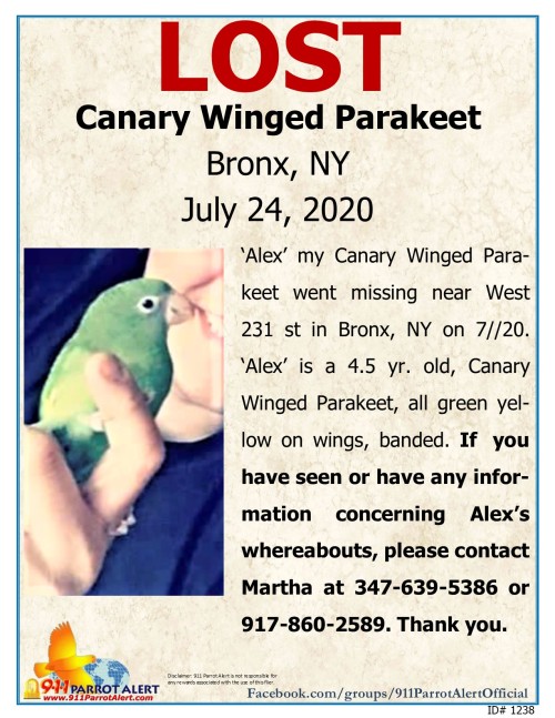 LOST - CANARY WINGED PARAKEET/ BEE BEE PARROT,“ALEX"WEST 231ST STBRONX, NY 10463JULY 24, 