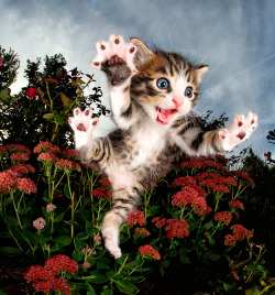 archiemcphee:  Happy Caturday! Photographer