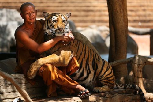 wolverxne:  Buddhist and Tiger | by: Mark Podrabinek 