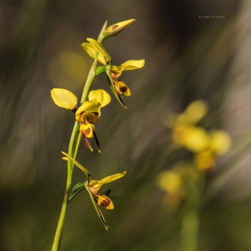 Tiger orchids out in force across the Canberra bushlands now…Caladenia orchids in fading du