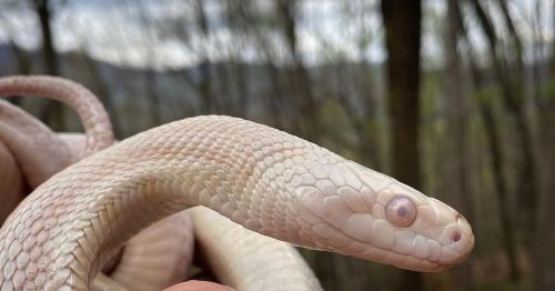 Nugget! He’s our Albino Rat Snake who’s getting ready to go into a shed. He’s super sweet and kids l