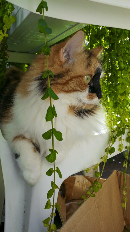 Lyyti enjoying last summer days at our balcony. (submitted by haqu-e)