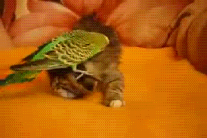 Cats - So Cute