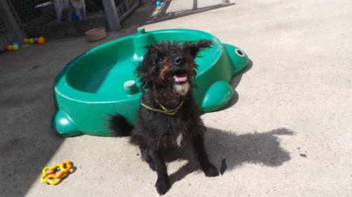 Dog of the DayAlex, from Dogs Trust, Salisbury. Click here for more info on adoption or ways to dona