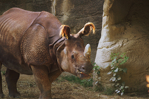 Sumatran Rhinoceros (Dicerorhinus sumatrensis)