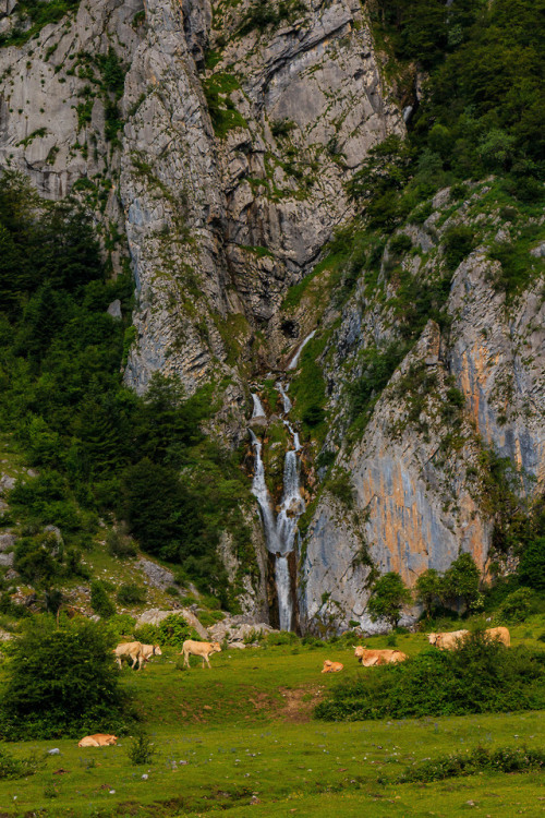 nature-hiking: Cows relaxing below a waterfall - Haute Route Pyreneenne, July 2018photo by nature-hi