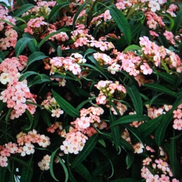 Welcome back Euphorbia fulgens Pink Baron #beauty #Dutch #autumn #paulaprykeworld (at Aalsmeer)