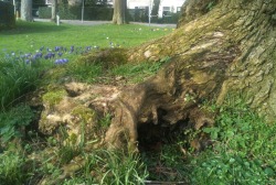 travel-as-a-happy-hippie:  I love this tree. It looks like a fairy house. 