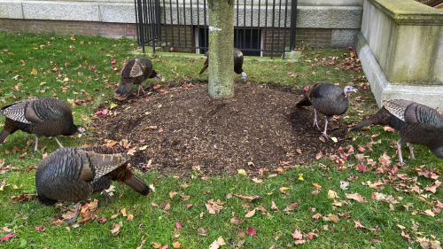 Local turkeys doing their thing.  I can’t even begin to explain how supremely unconcerned they are b